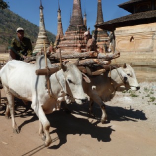 Ox cart at pagoda