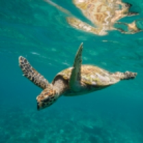Turtle on Halik reef, our house reef